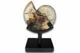 Iridescent Ammonite (Hoploscaphites) Fossil w/ Stand - Montana #354628-2
